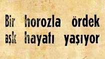 Bir horozla &ouml;rdek aşk hayatı yaşıyor