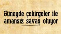 Güneyde çekirgeler ile amansız savaş oluyor