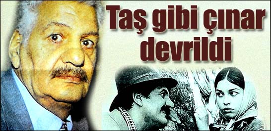 Taş gibi çınar devrildi