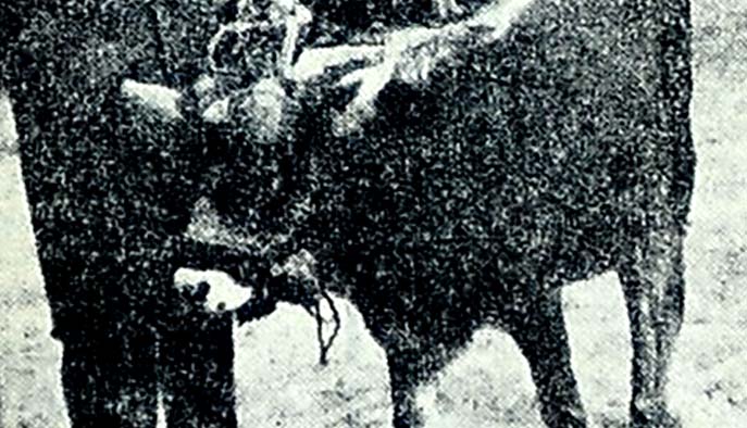 "Gülizar" isimli dana yılın kraliçesi oldu