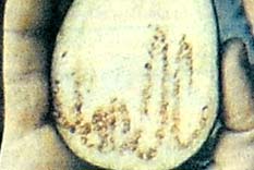 Patlıcanda Allah yazısı